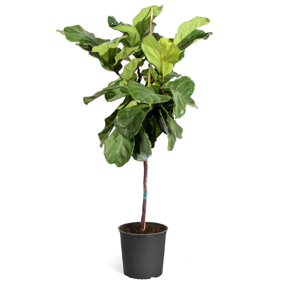 Fiddle-Leaf Fig Tree - Image 8