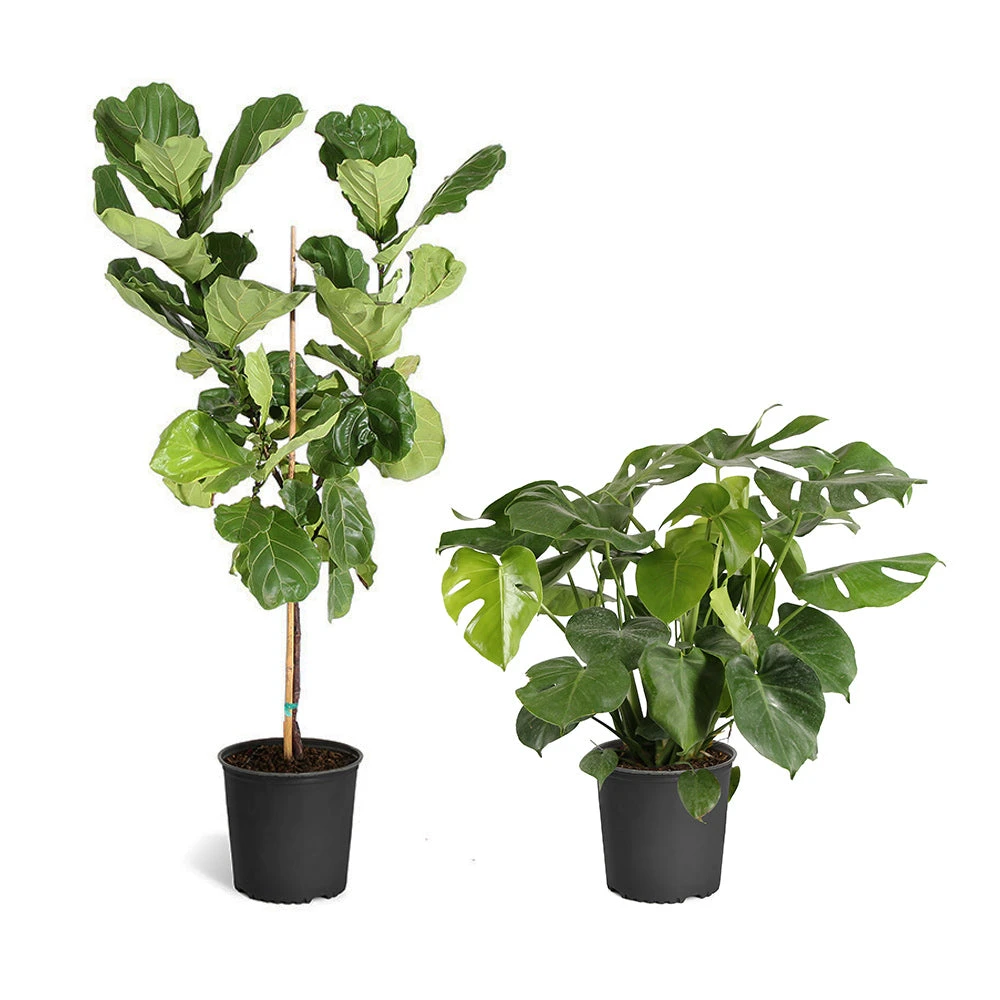 Fiddle-Leaf Fig Tree - Image 16