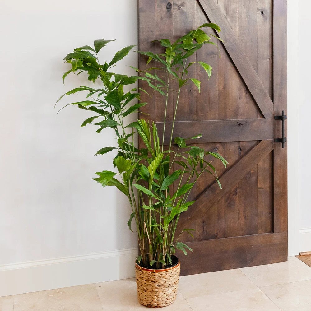 Fishtail Palm - Image 4