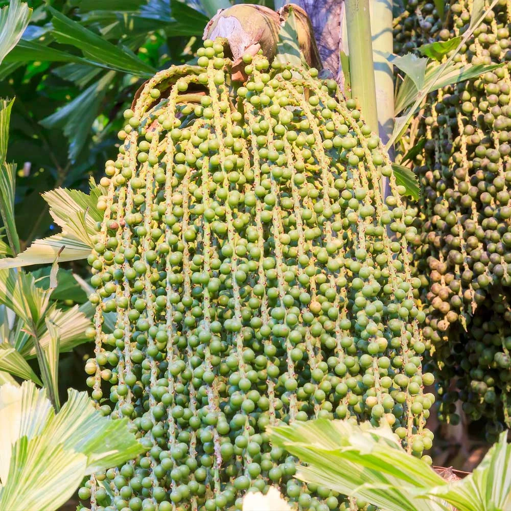 Fishtail Palm - Image 5