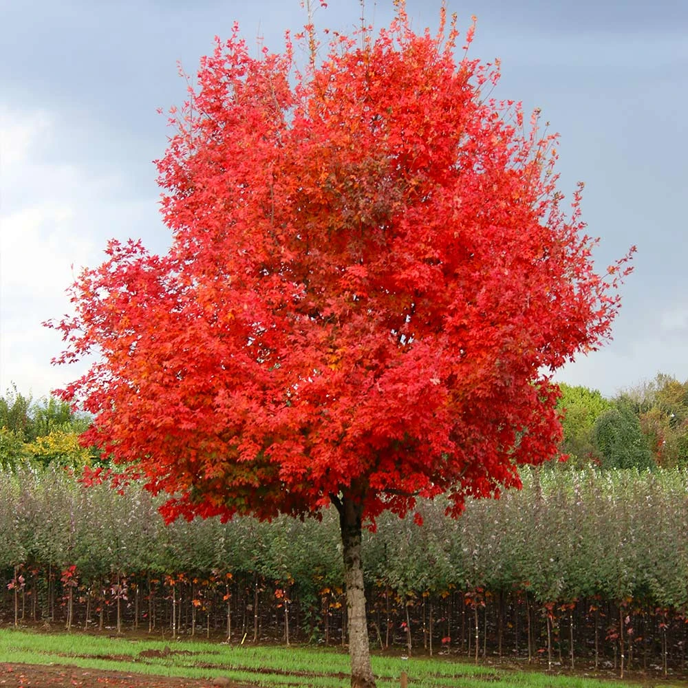 Flashfire® Maple Tree - Image 2