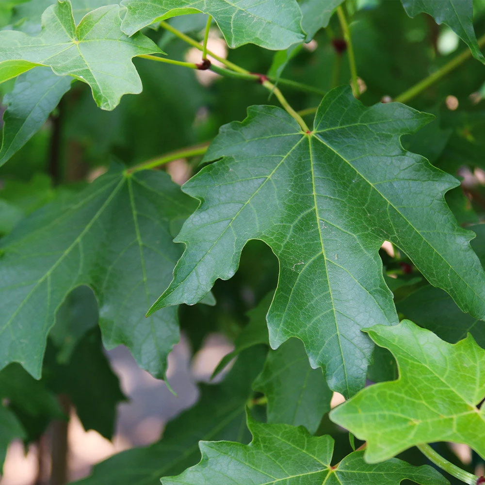 Flashfire® Maple Tree - Image 3