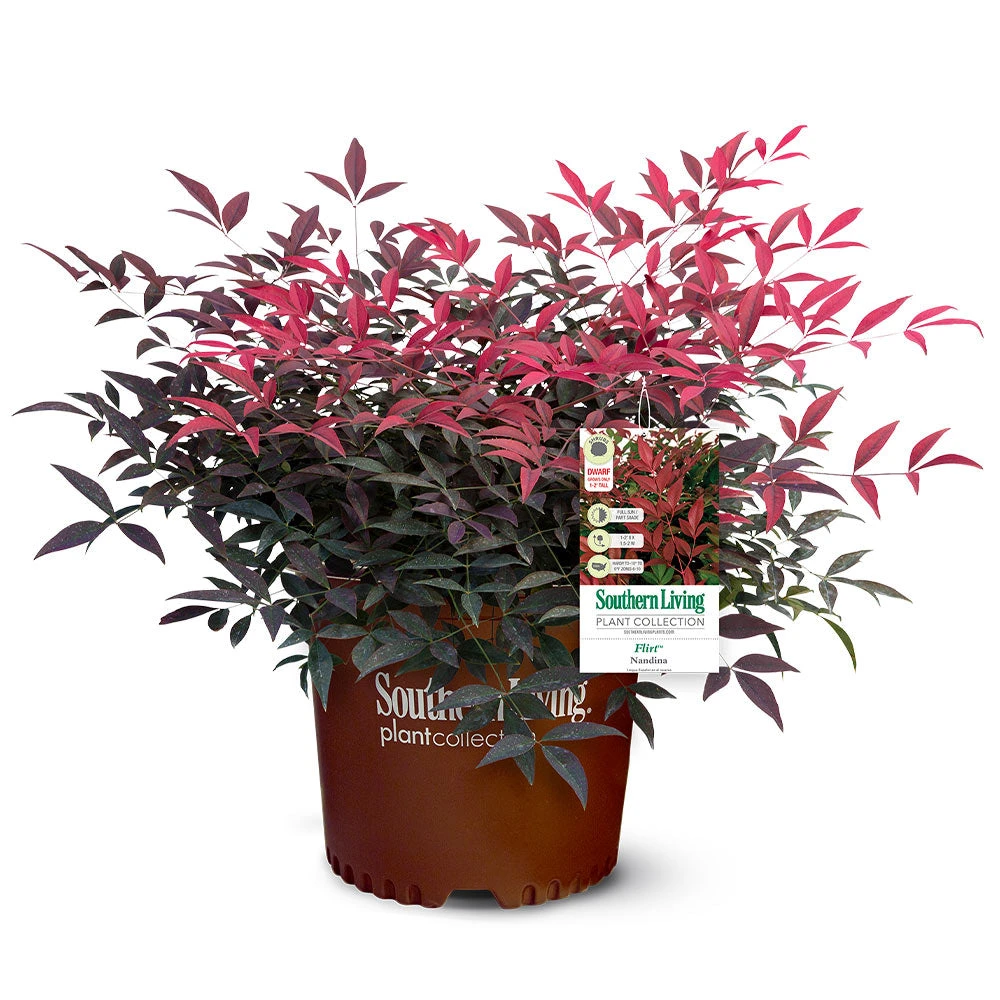 Flirt™ Nandina Bush - Image 5