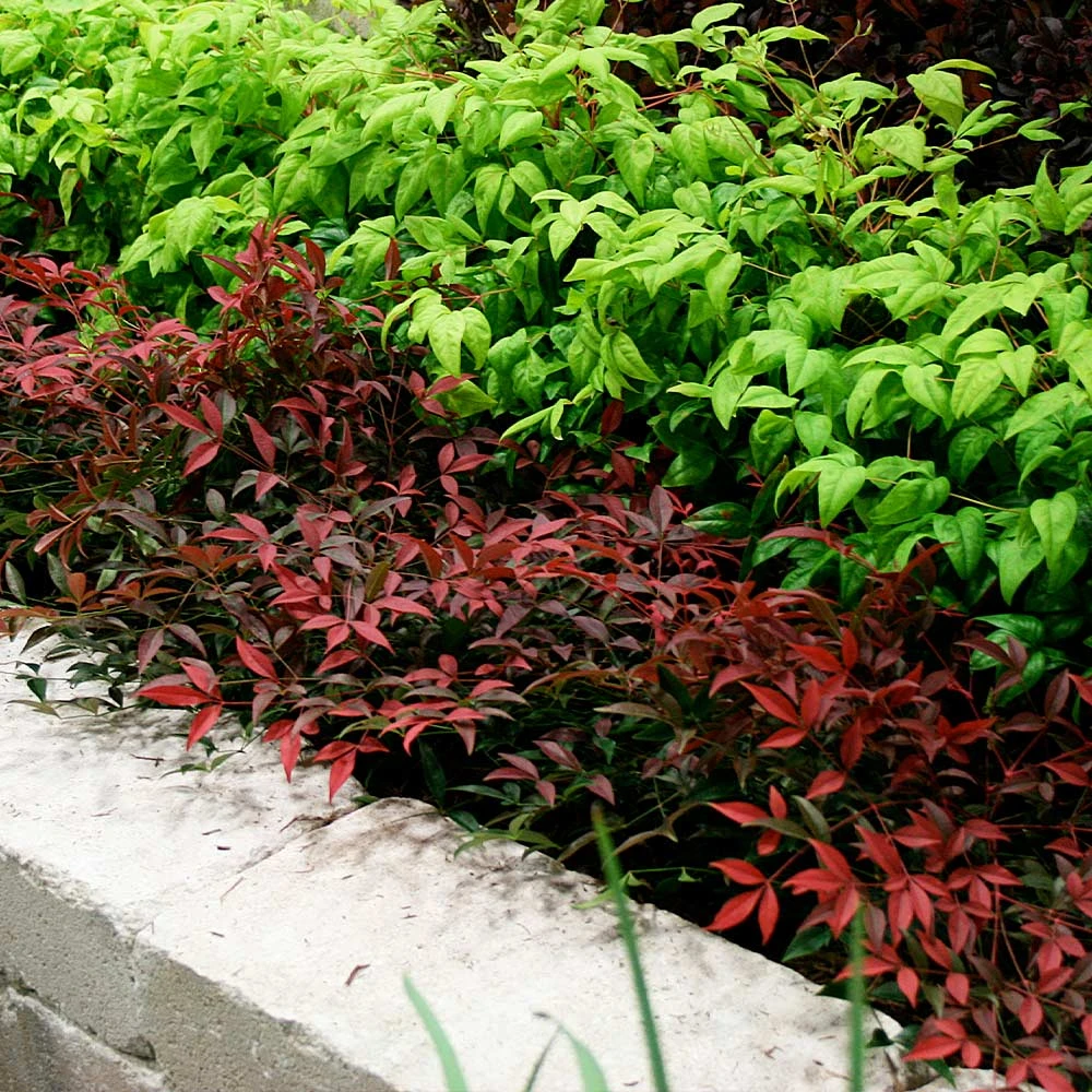 Flirt™ Nandina Bush - Image 3
