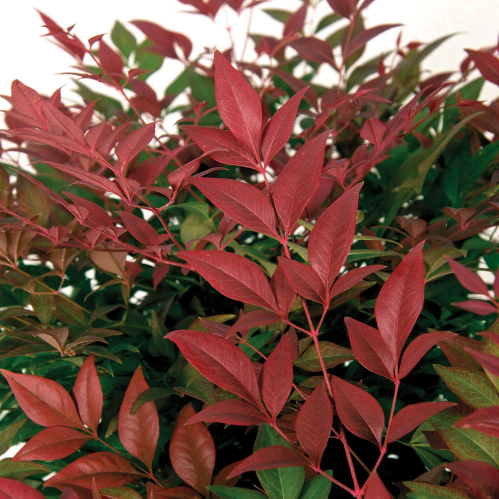 Flirt™ Nandina Bush - Image 4