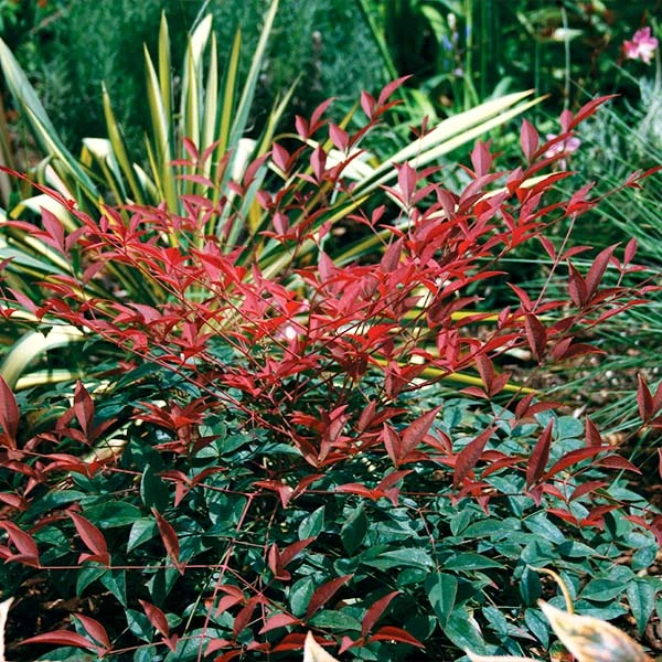 Flirt™ Nandina Bush