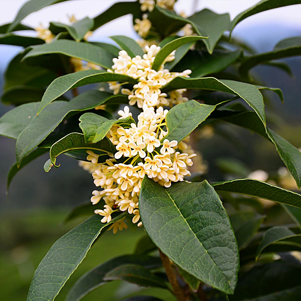 Fragrant Tea Olive Shrub - Image 2