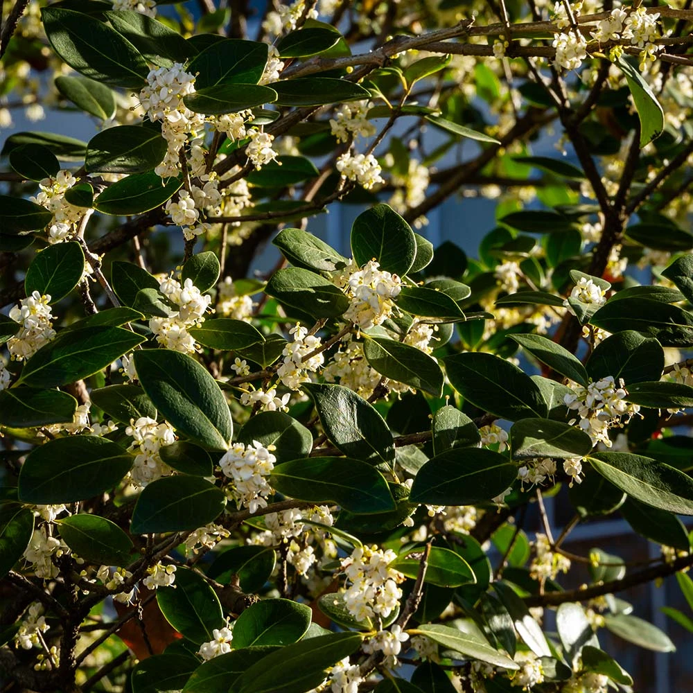 Fragrant Tea Olive Shrub - Image 3