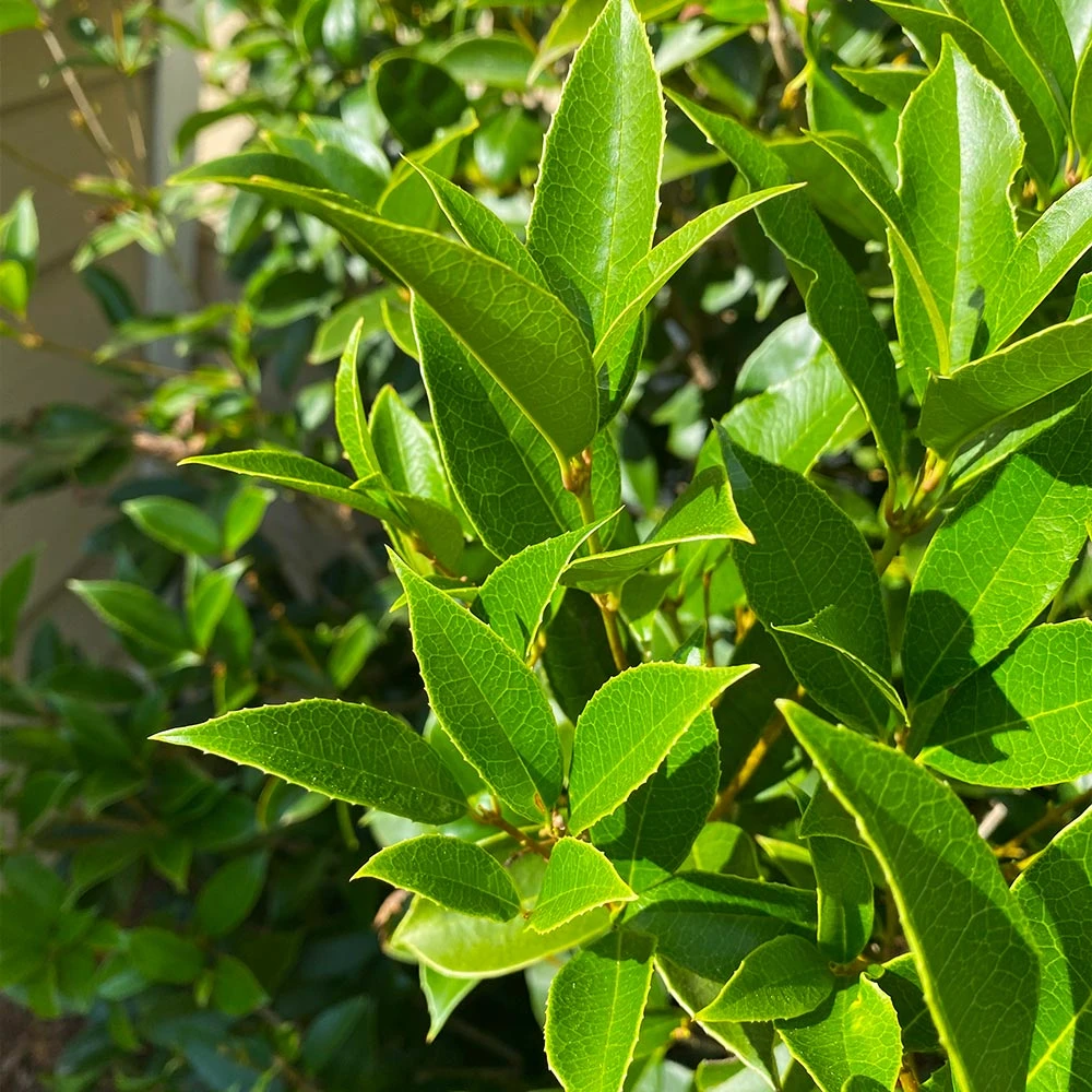 Fragrant Tea Olive Shrub - Image 4