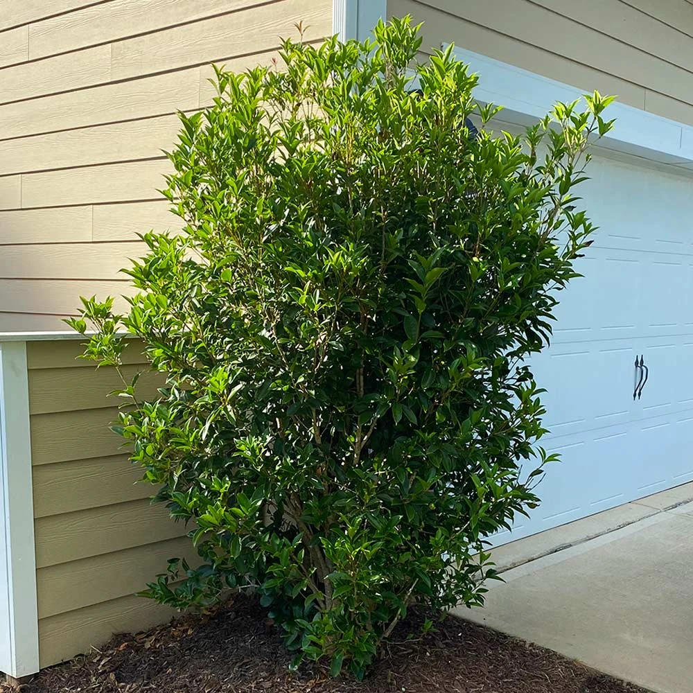 Fragrant Tea Olive Shrub - Image 5