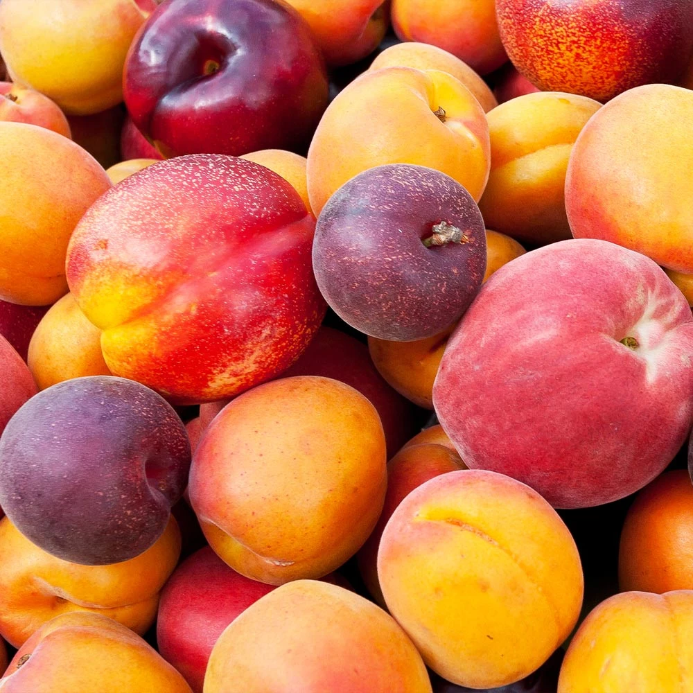 Fruit Cocktail Tree - Image 2