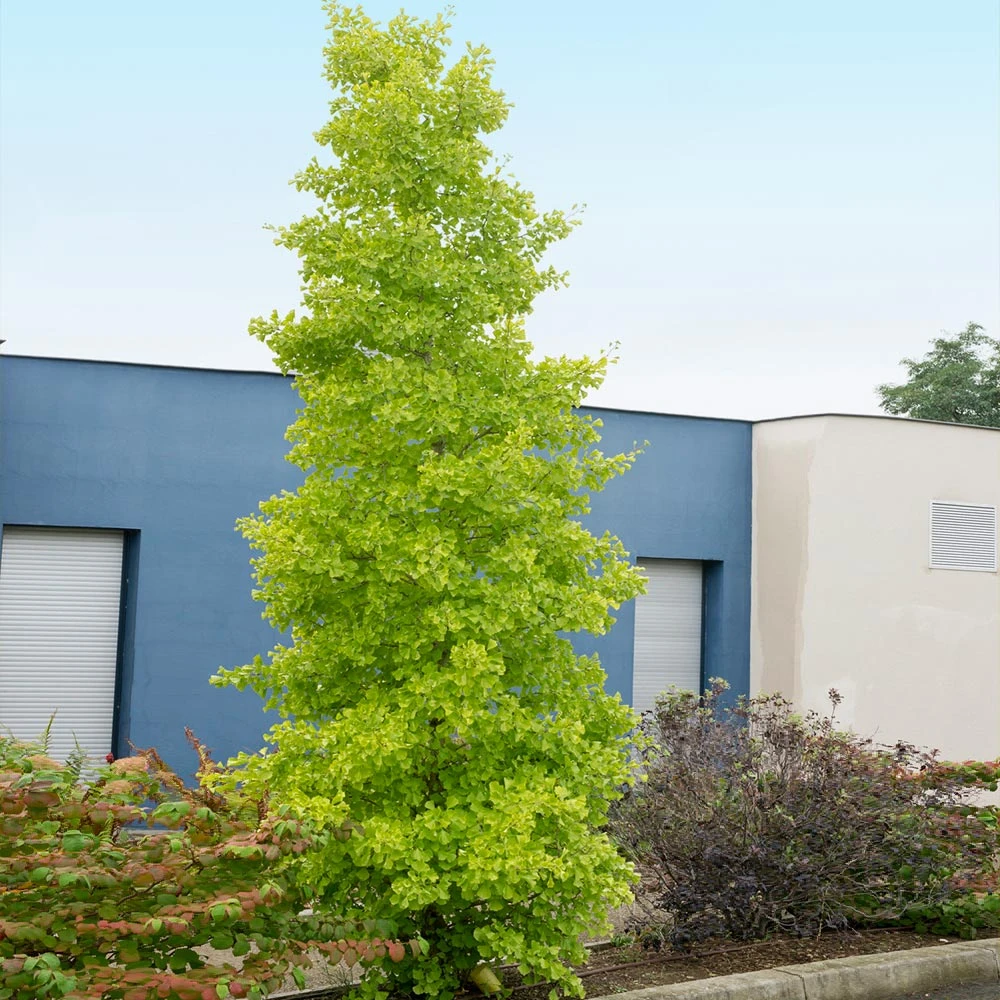 Goldspire Ginkgo Tree - Image 4