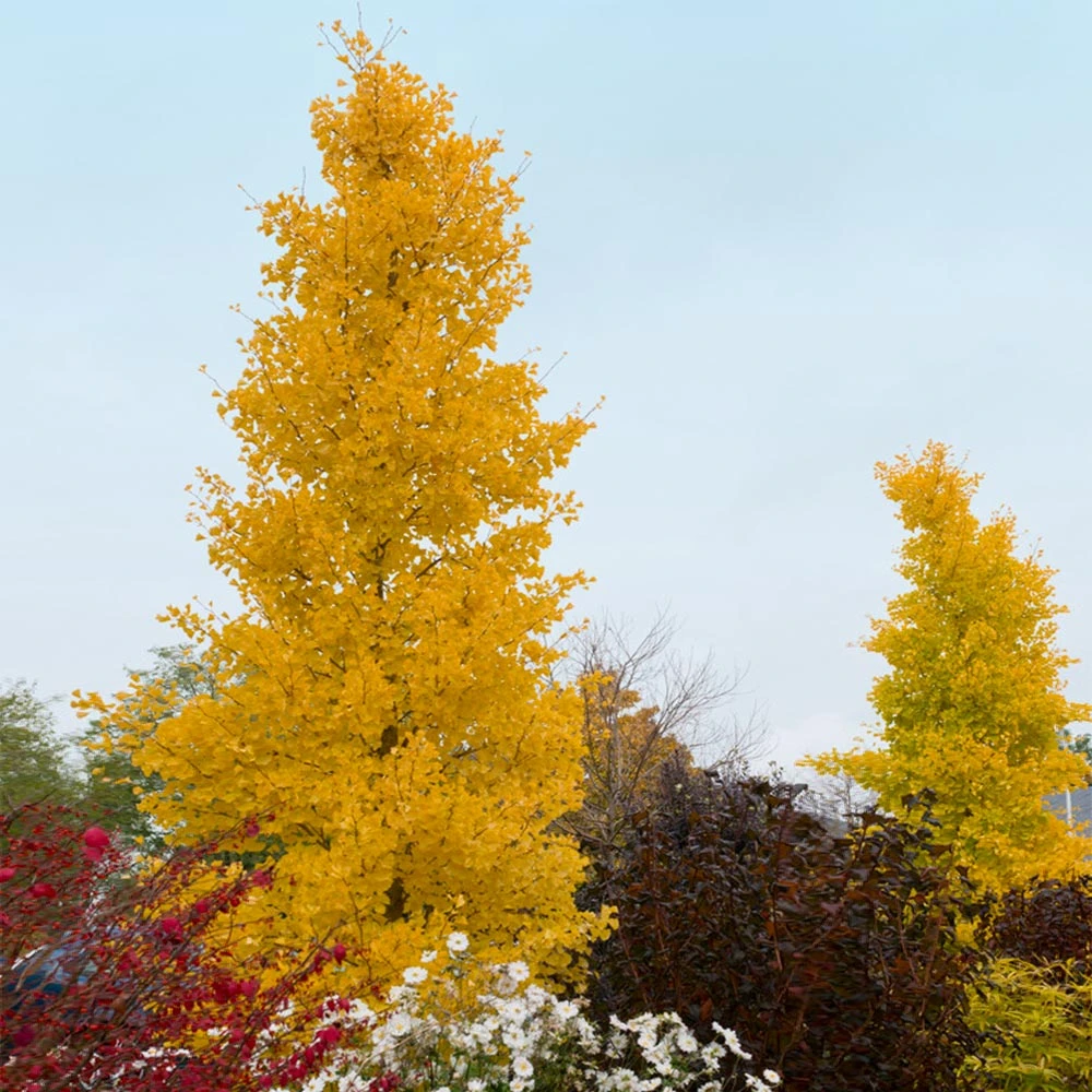 Goldspire Ginkgo Tree - Image 2