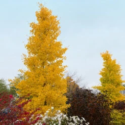 Goldspire Ginkgo Tree