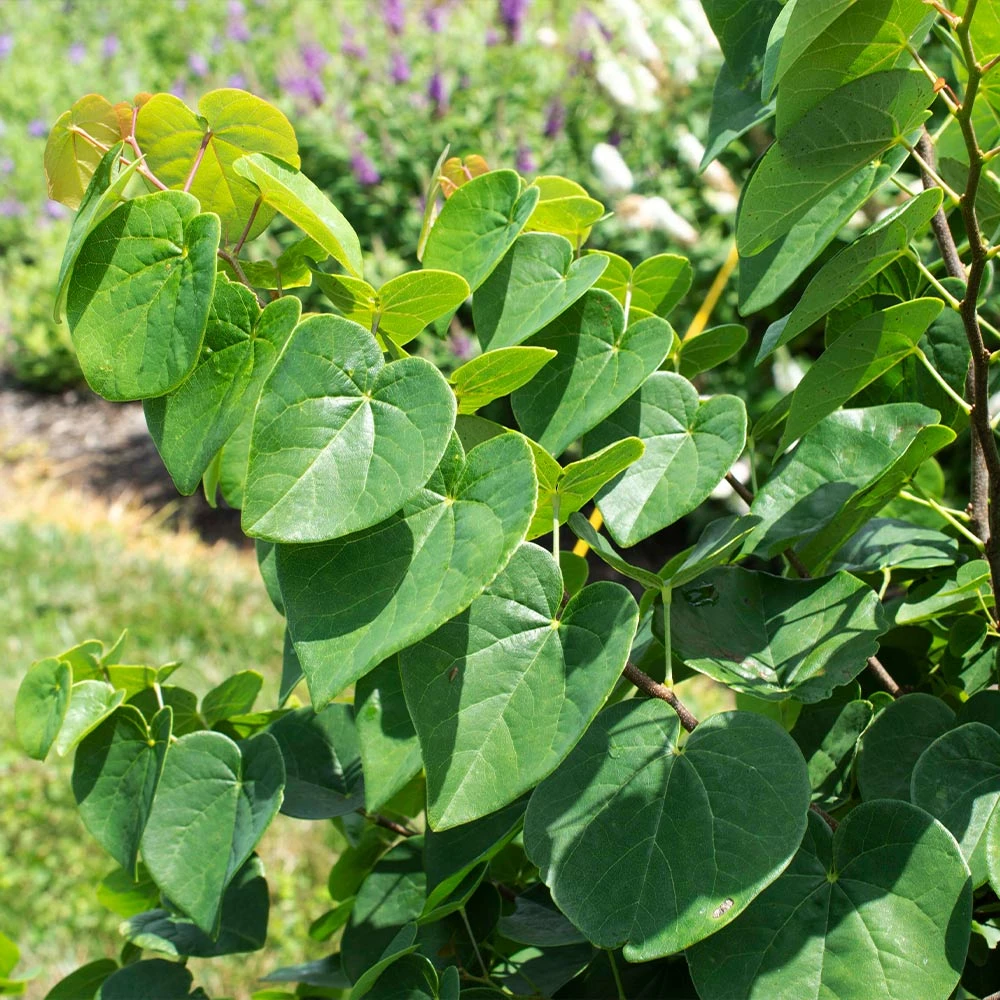 Garden Gems® Emerald Redbud Tree - Image 3
