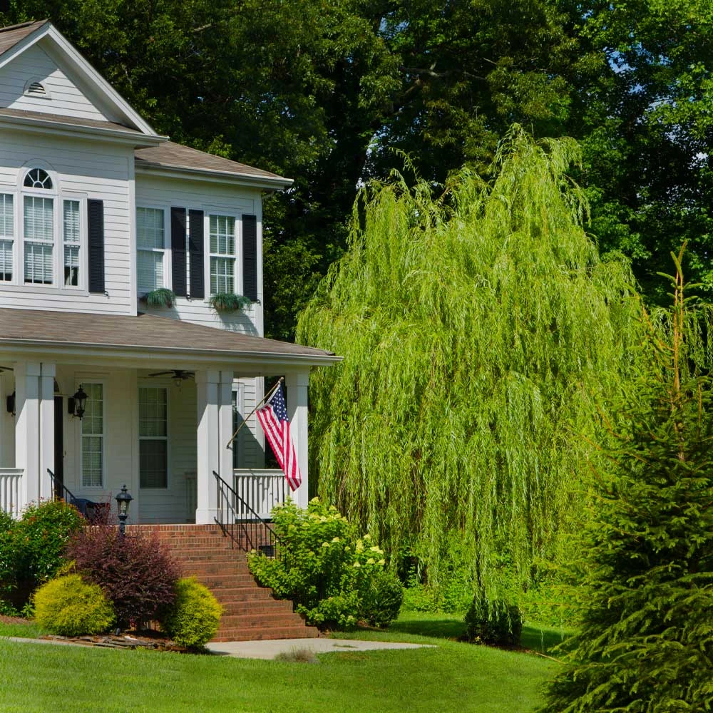 'Golden Curls' Corkscrew Willow Tree - Image 3