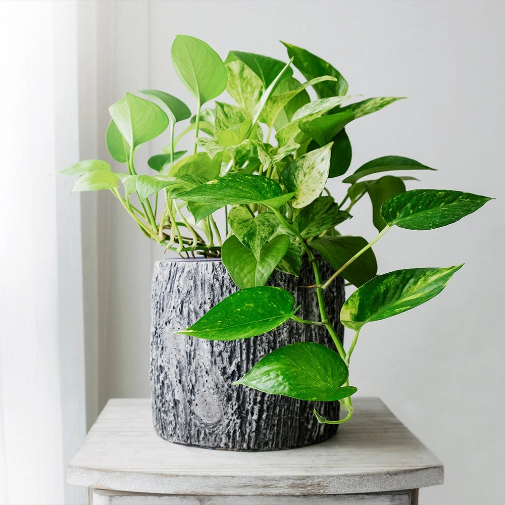 New Apartment House Plant Kit - Image 5