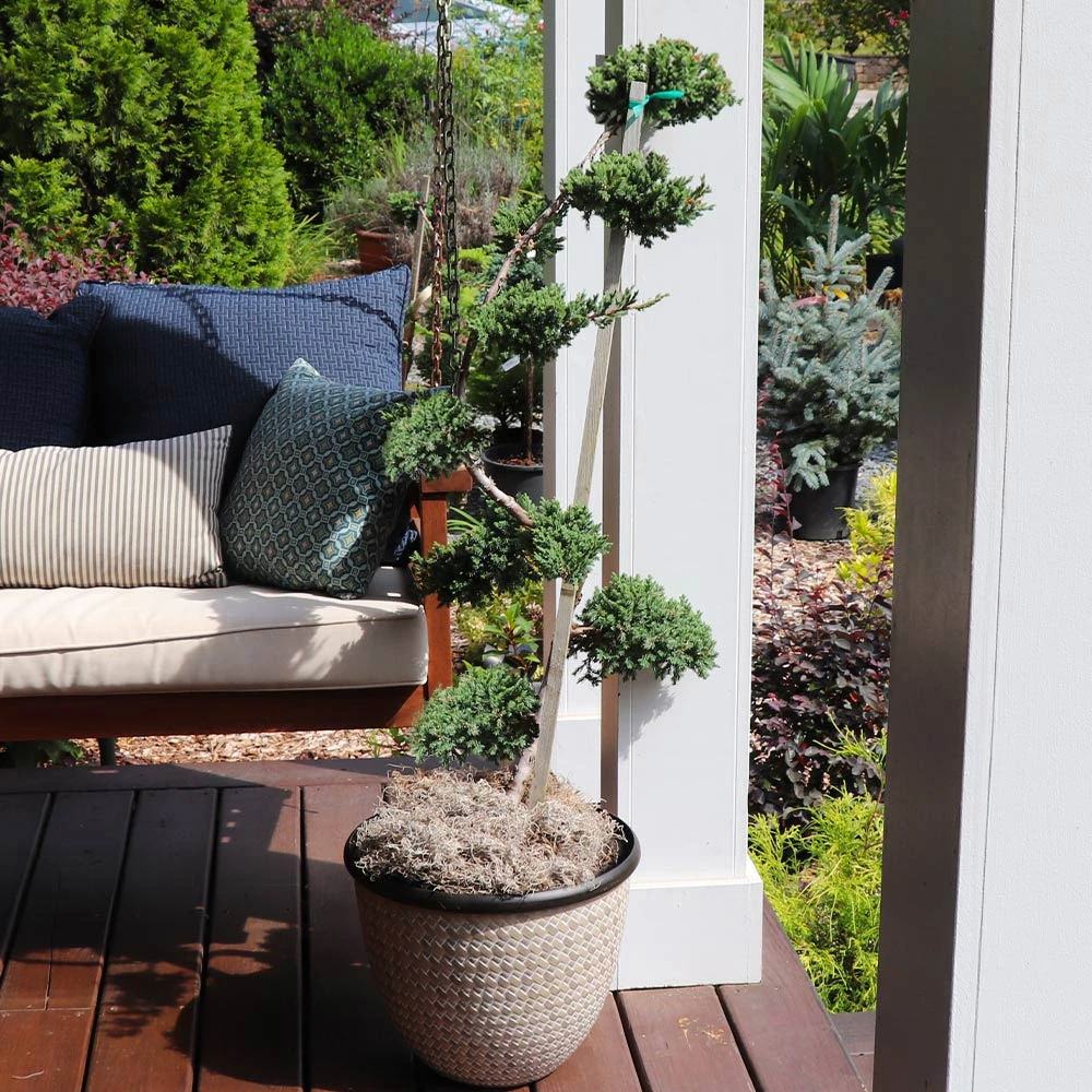 Green Mound Juniper Topiary - Image 2