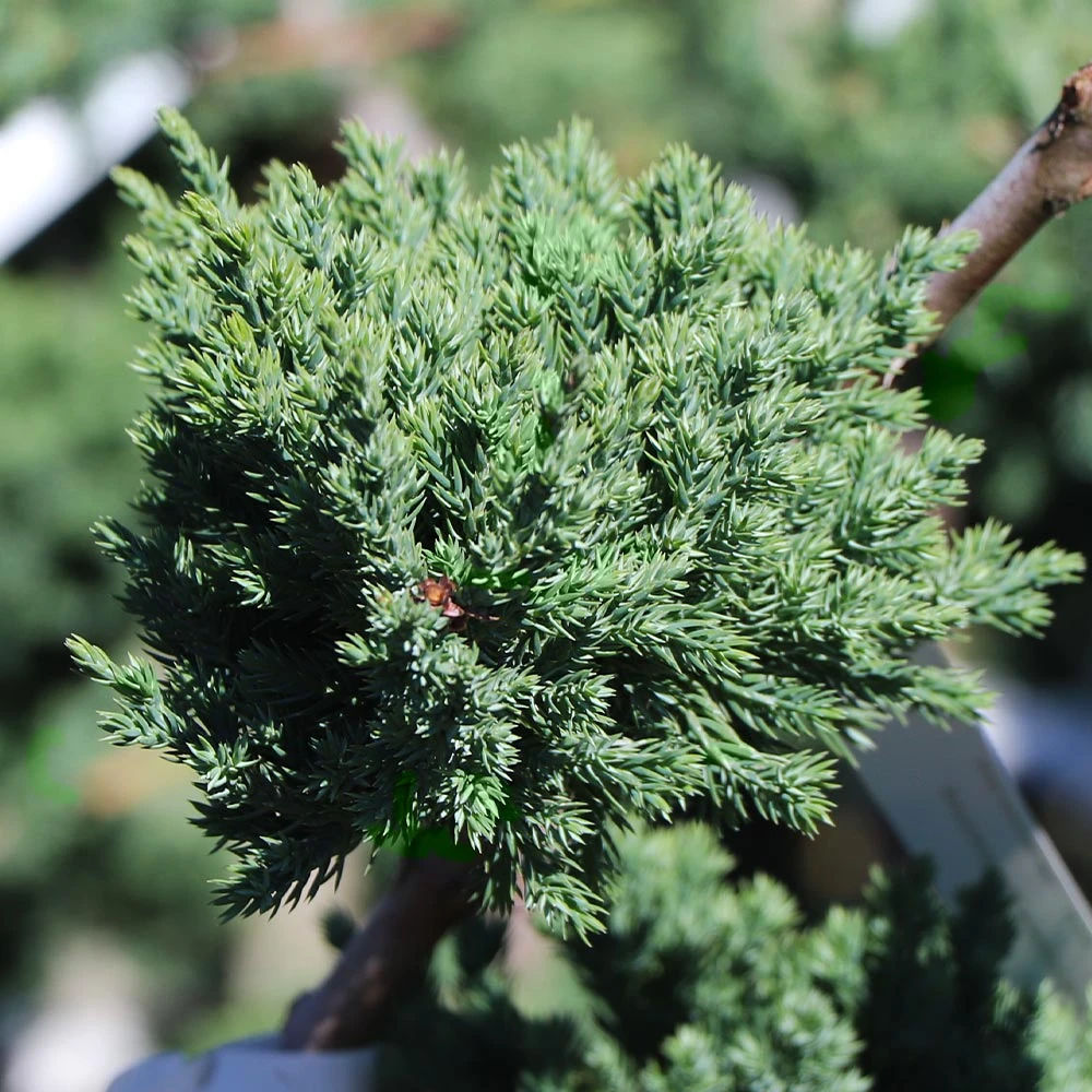Green Mound Juniper Topiary - Image 3