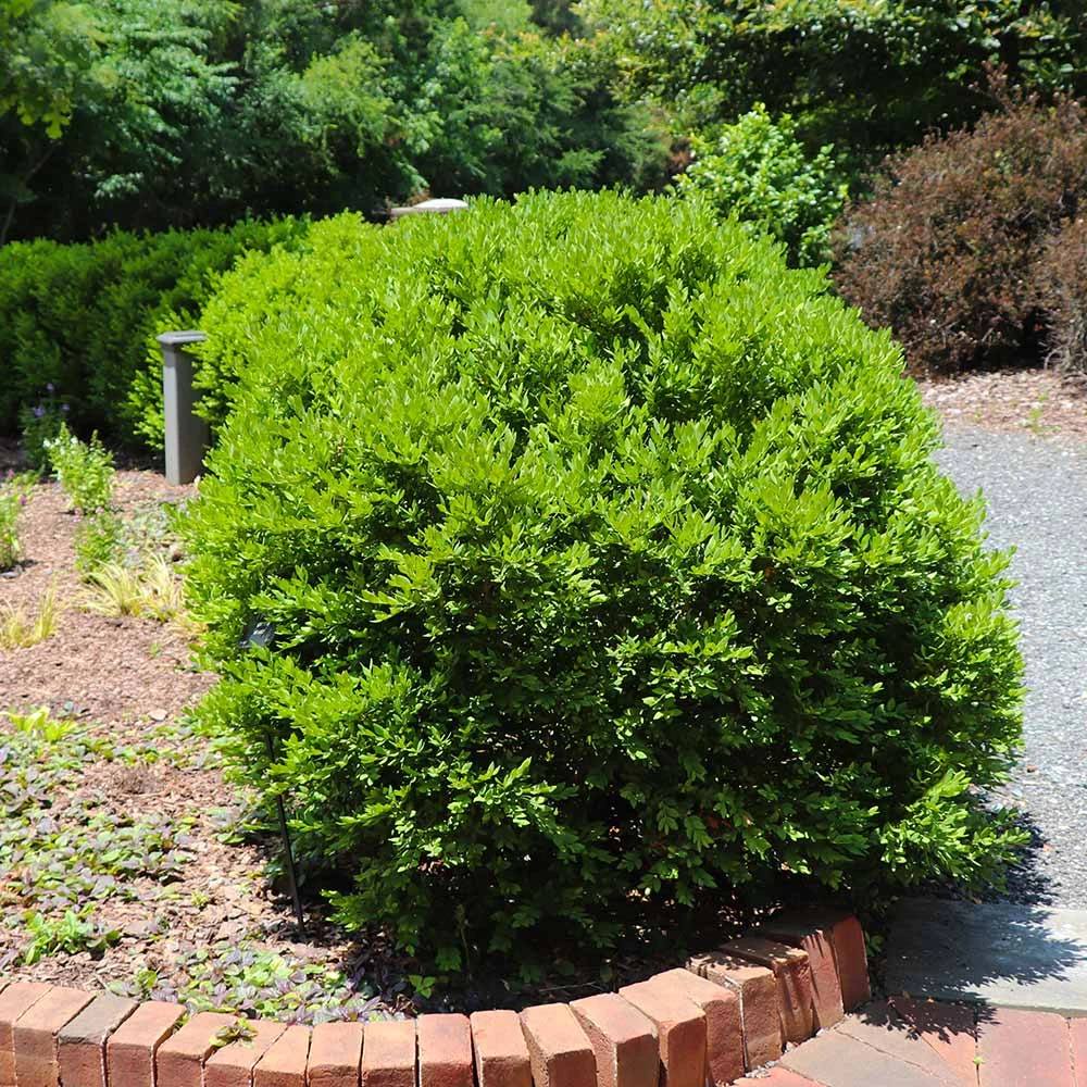 Green Velvet Boxwood Shrub - Image 5
