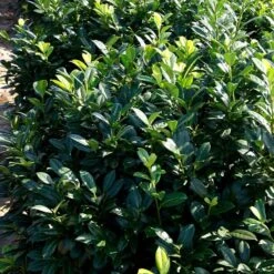 Greenfinity Cherry Laurel