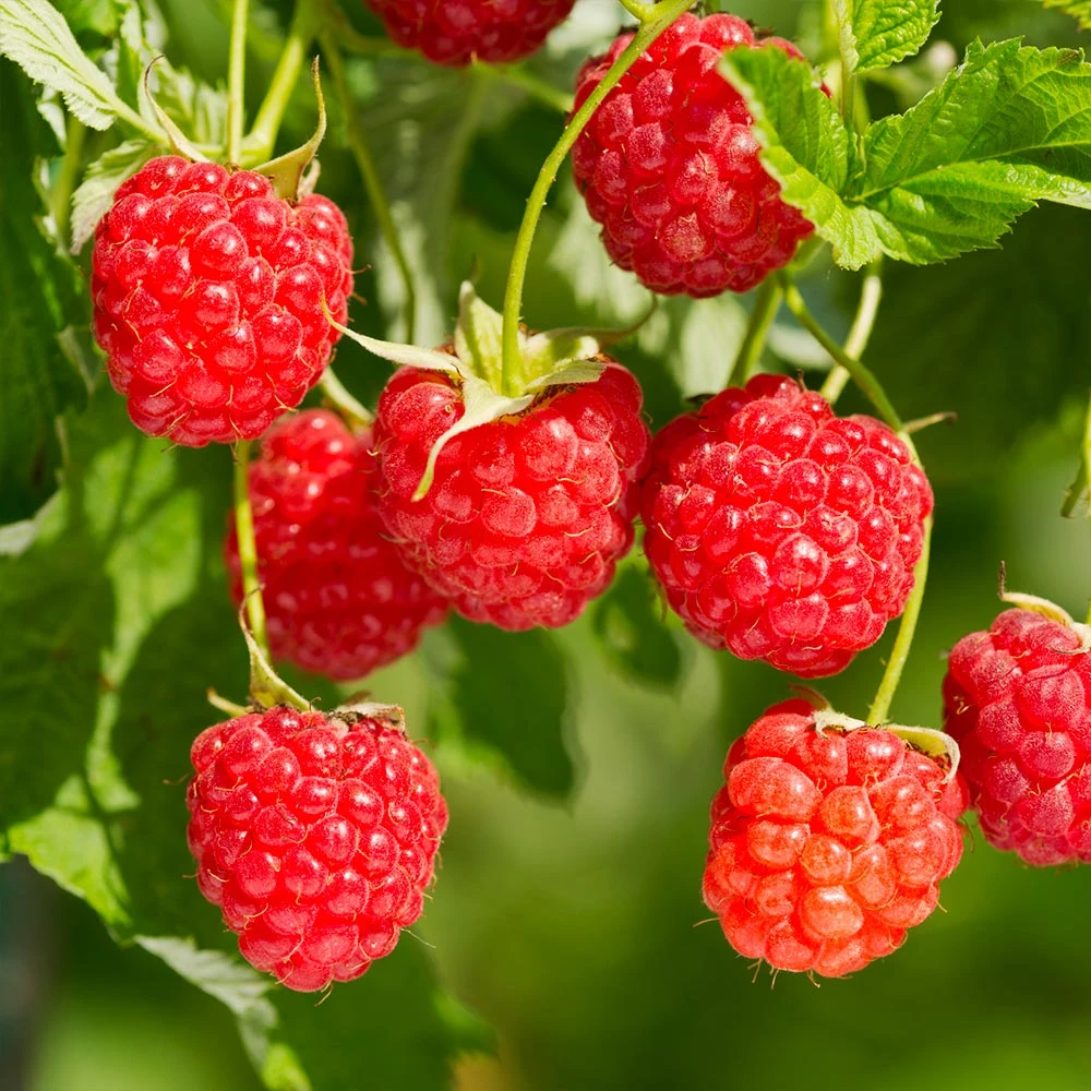 Heritage Raspberry Bush - Image 2