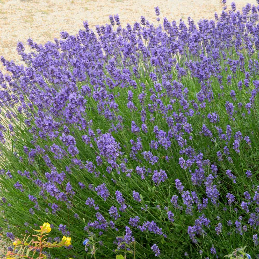 Hidcote Purple Lavender Shrub - Image 3