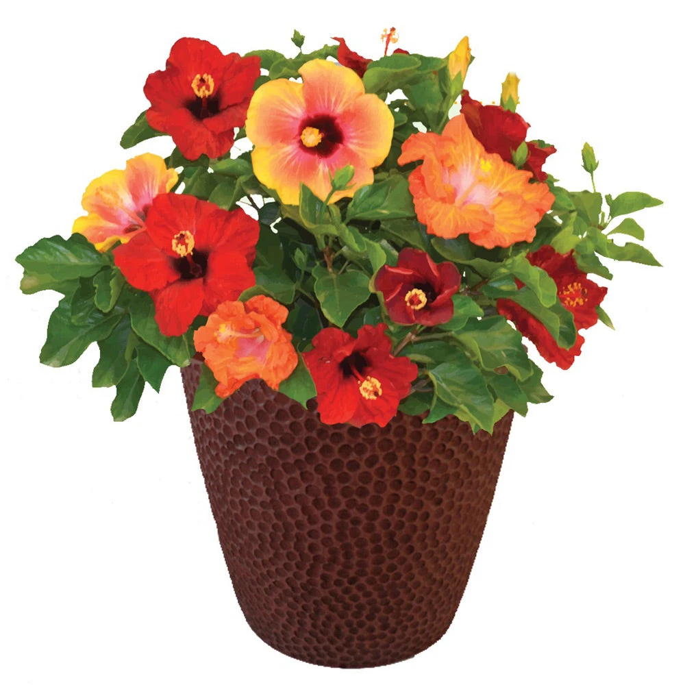 Bloom Bash® Hollywood® Hibiscus - Image 2