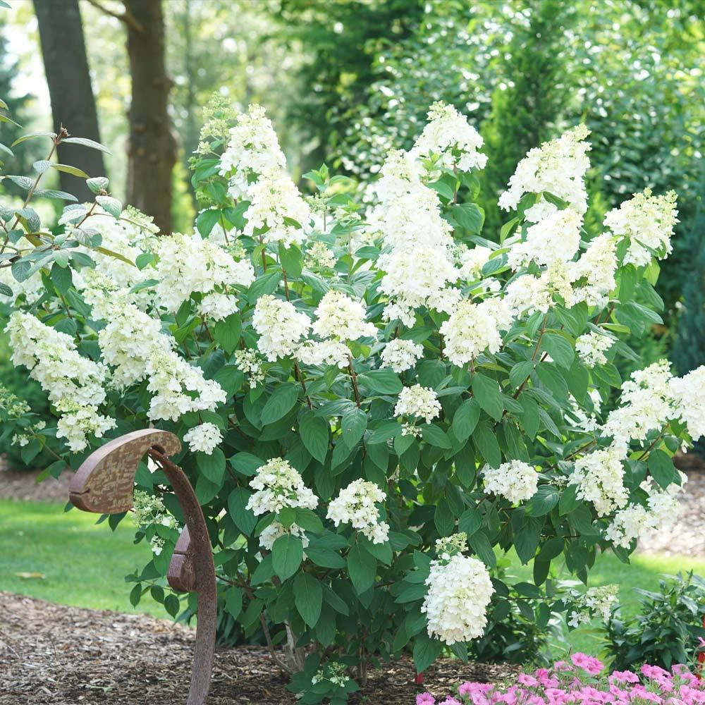 Fire Light® Hydrangea Shrub - Image 3