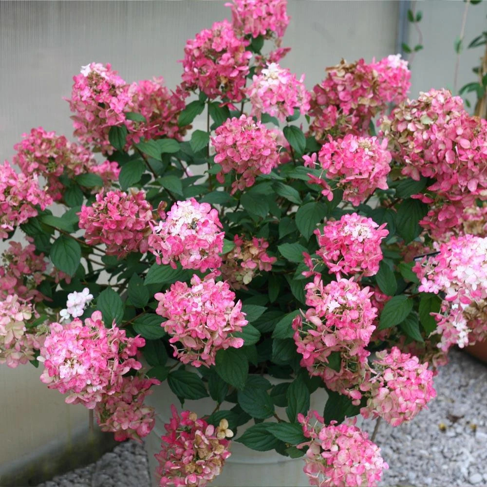 Fire Light® Hydrangea Shrub - Image 2