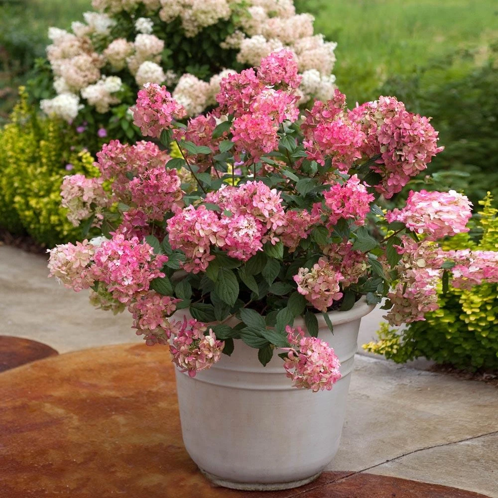 Fire Light® Hydrangea Shrub - Image 5
