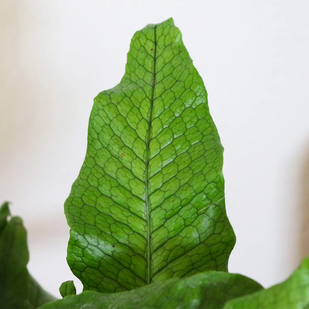 Crocodile Fern - Image 3