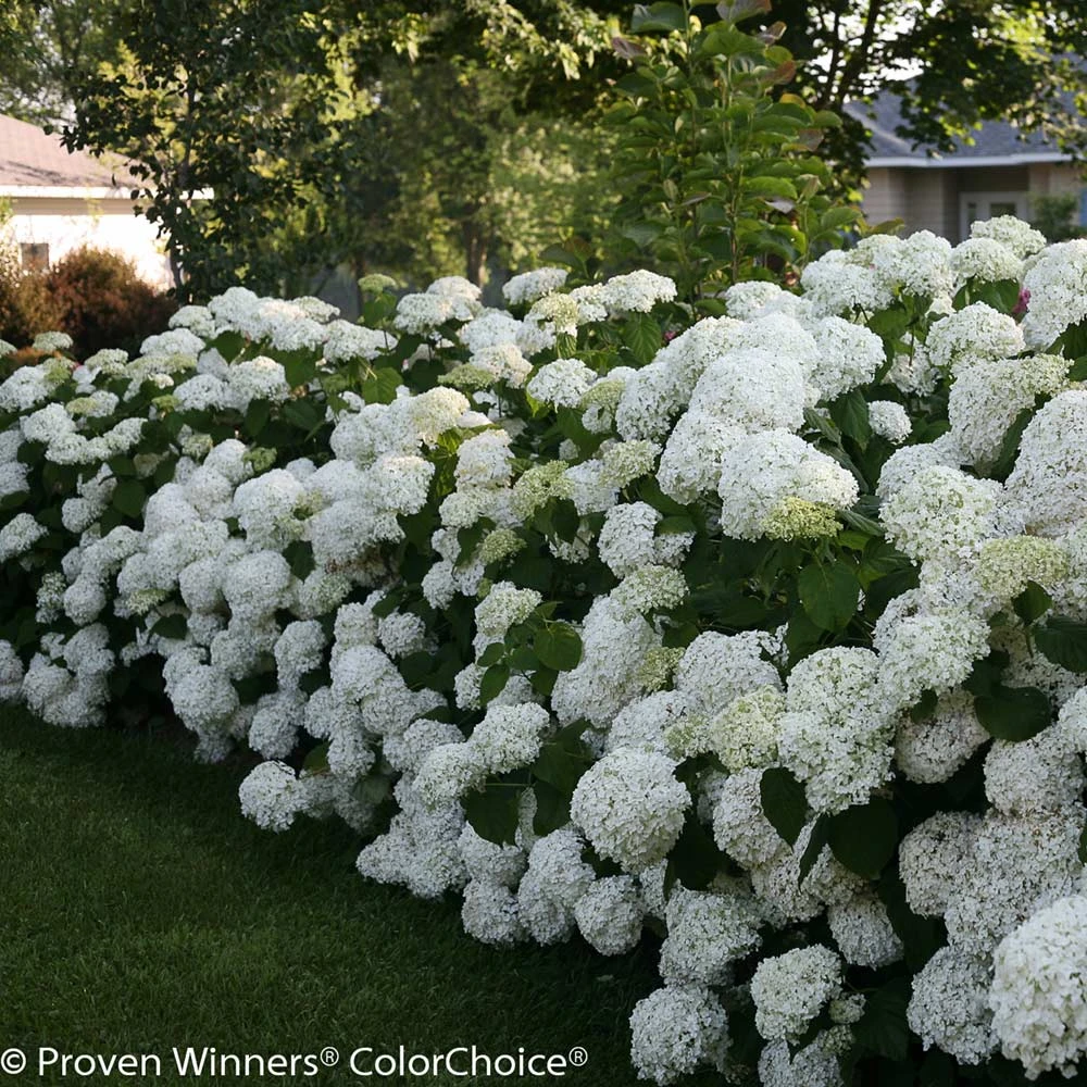 Incrediball® Hydrangea Shrub - Image 4