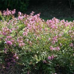Infinitini® Orchid Dwarf Crape Myrtle Tree