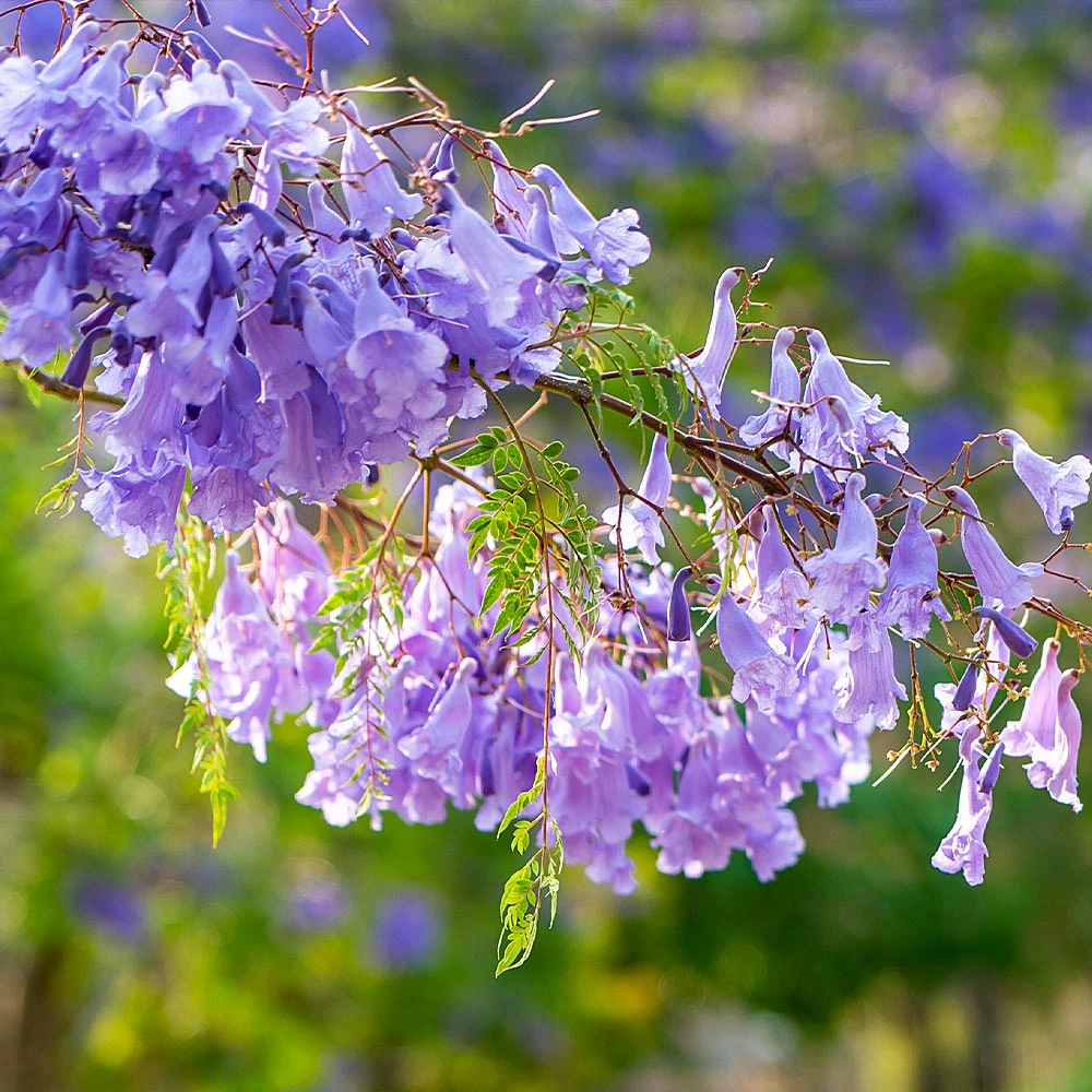 Jacaranda Tree - Image 4