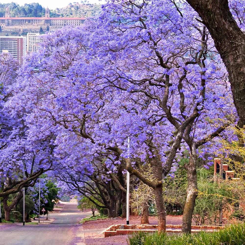 Jacaranda Tree - Image 3
