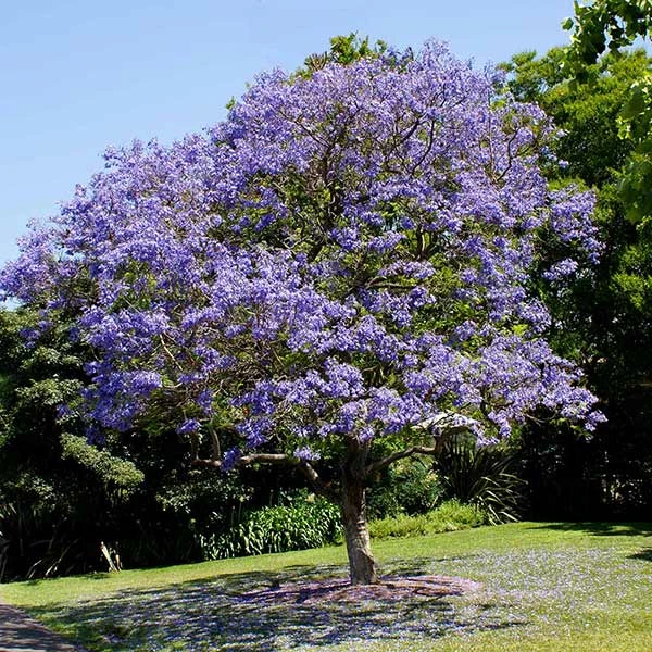 Jacaranda Tree - Image 2