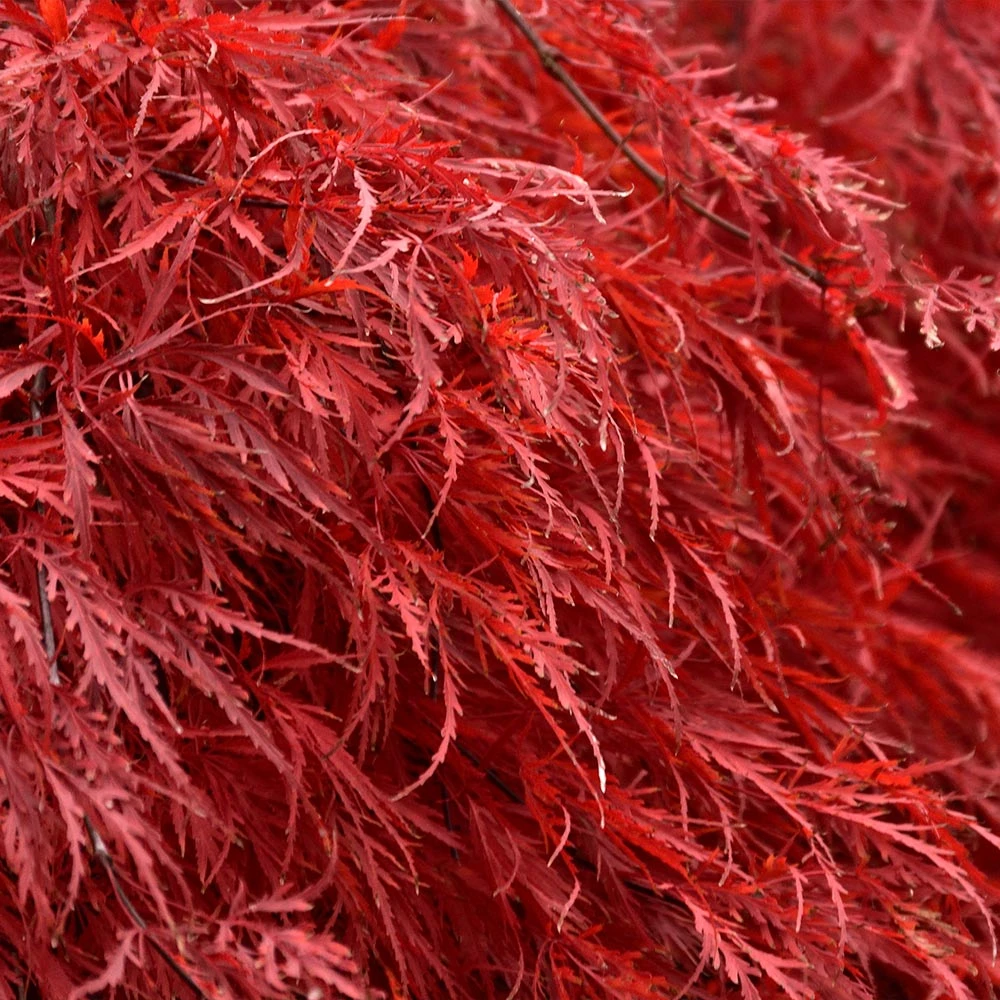 Tamukeyama Japanese Maple Tree - Image 4