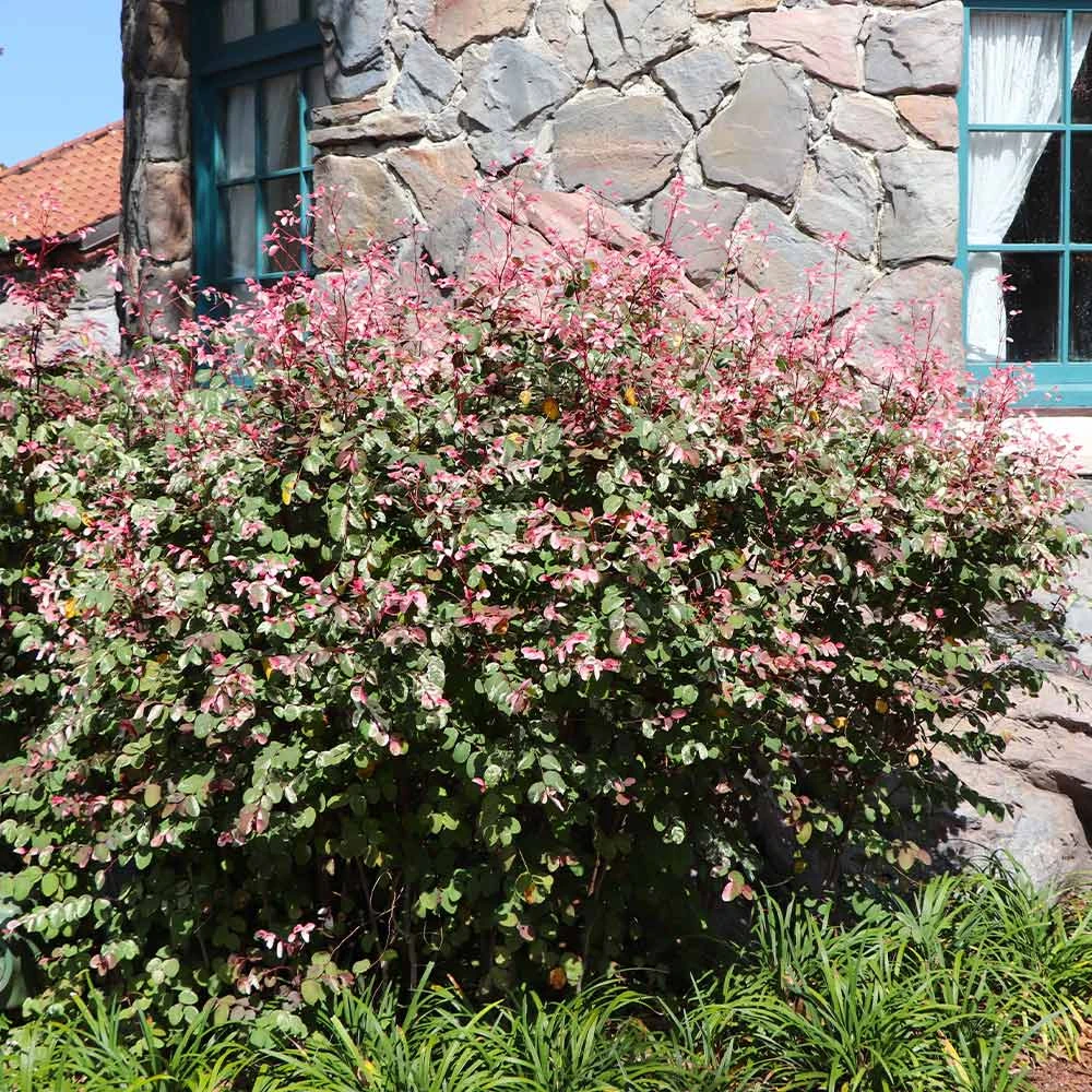 Jazz Hands® Variegated Loropetalum - Image 3