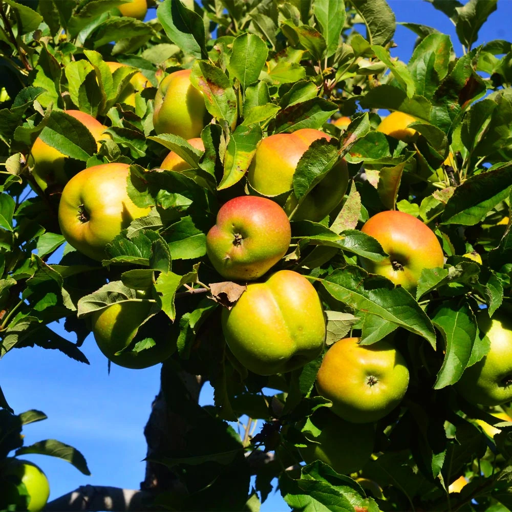 Jonagold Apple Tree - Image 2