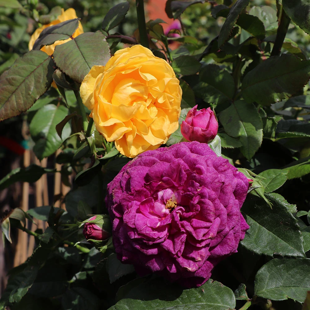 Julia Child And Ebb Tide™ Two-fer® Rose Tree - Image 2