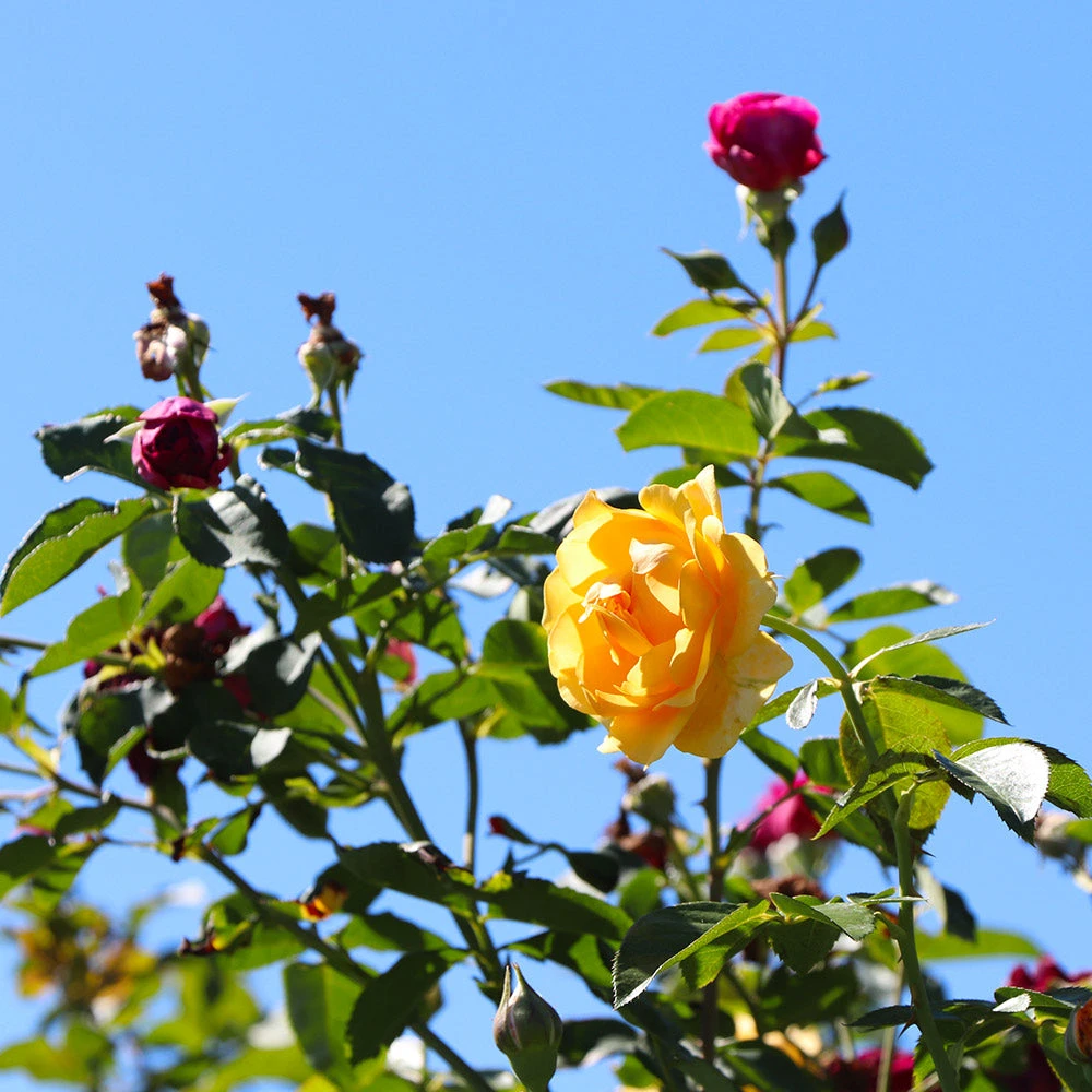 Julia Child And Ebb Tide™ Two-fer® Rose Tree - Image 3