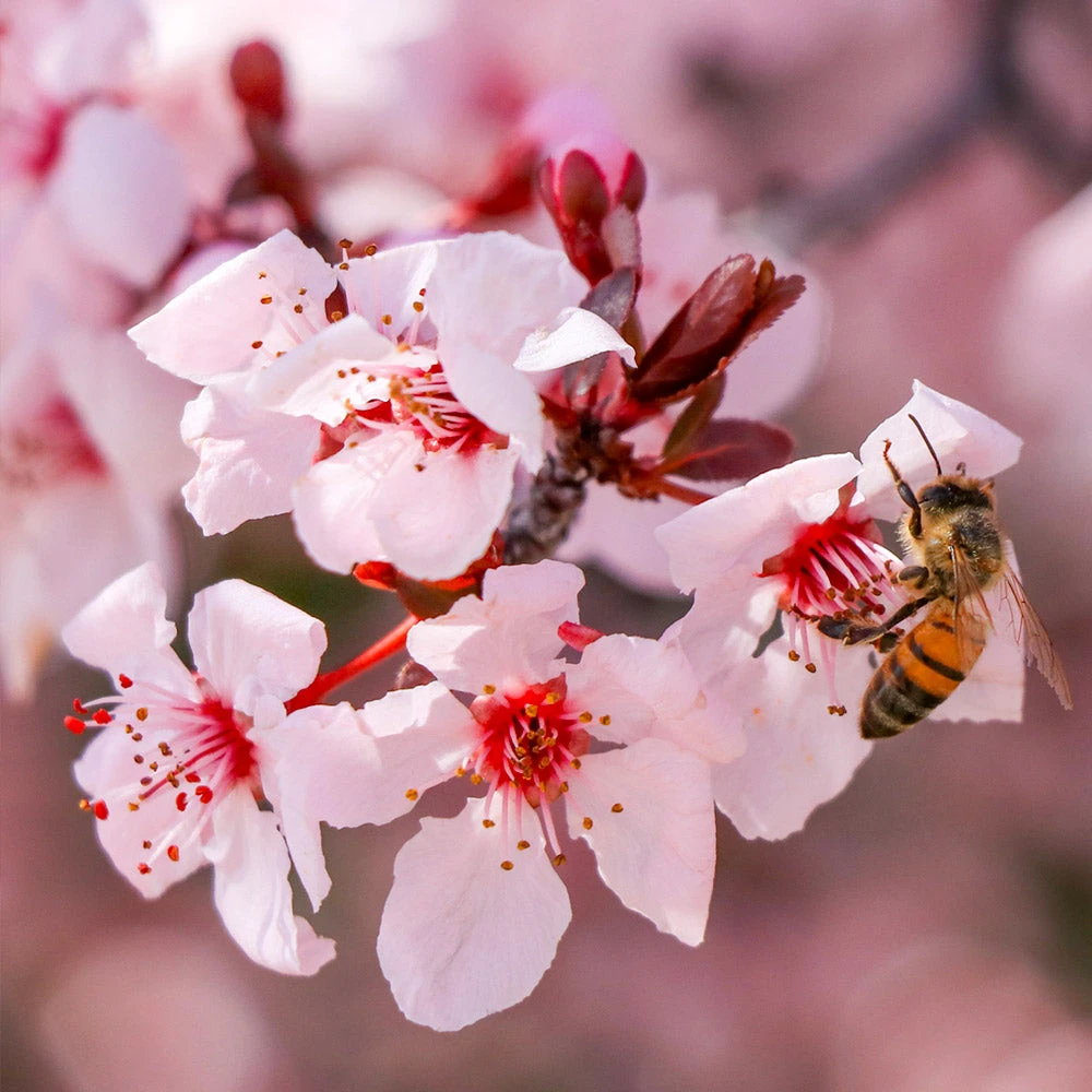 Krauter Vesuvius Flowering Plum Tree - Image 3