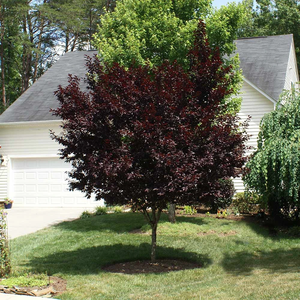 Krauter Vesuvius Flowering Plum Tree - Image 6