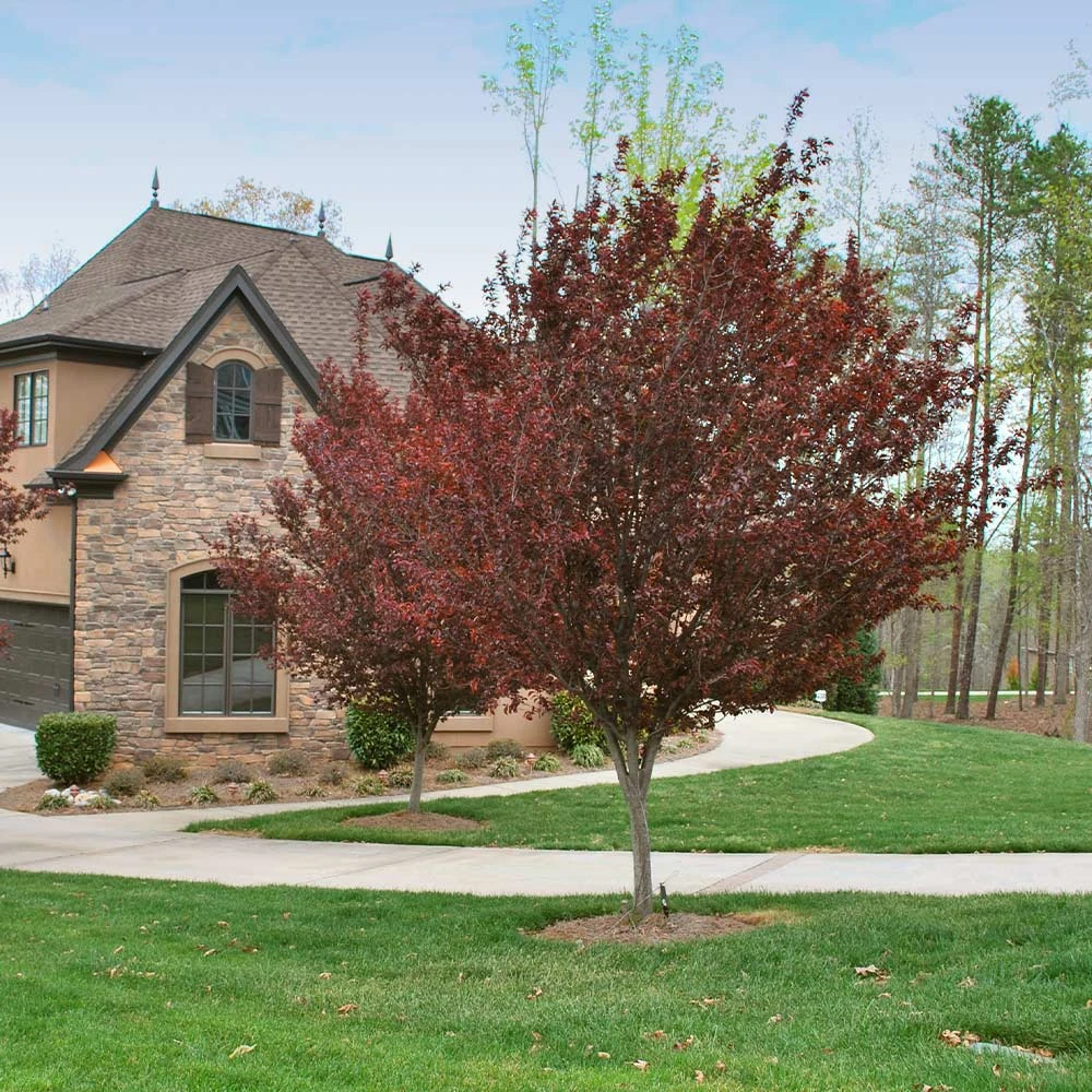 Krauter Vesuvius Flowering Plum Tree - Image 4