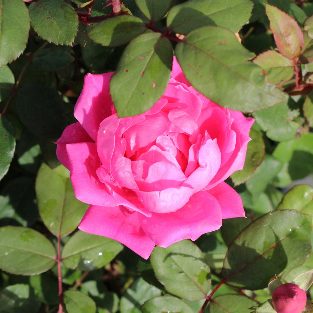 Pink Knock Out® Rose Tree - Image 3