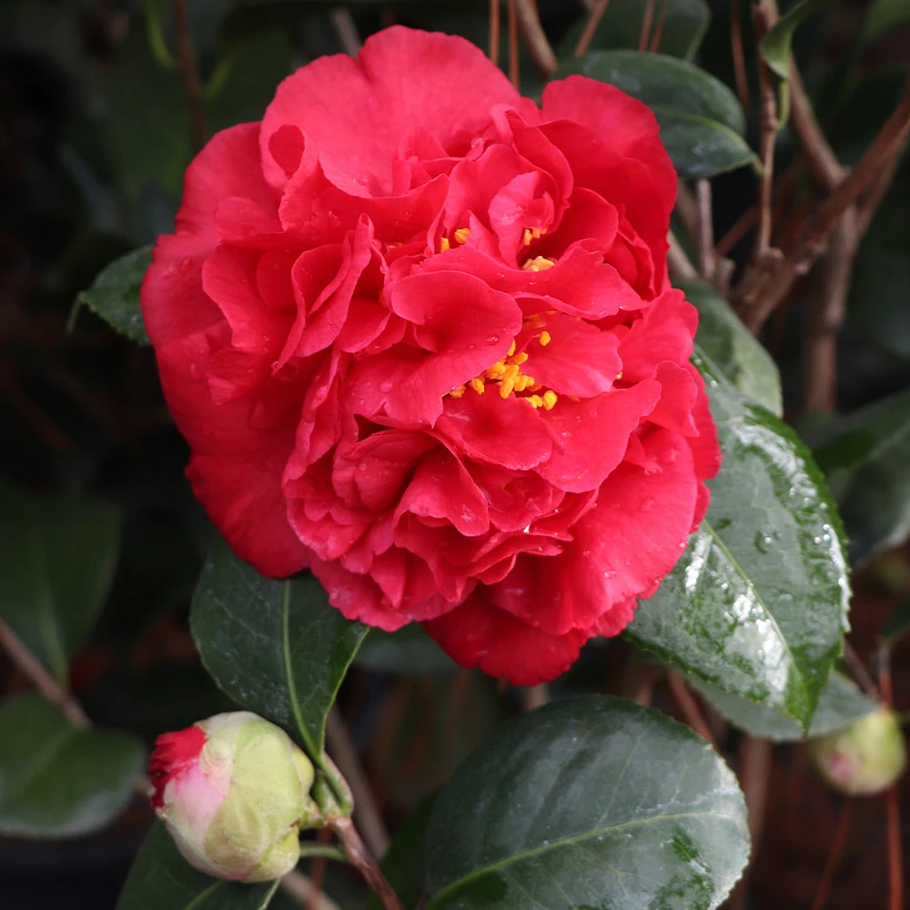 Kramers Supreme Camellia Shrub - Image 3