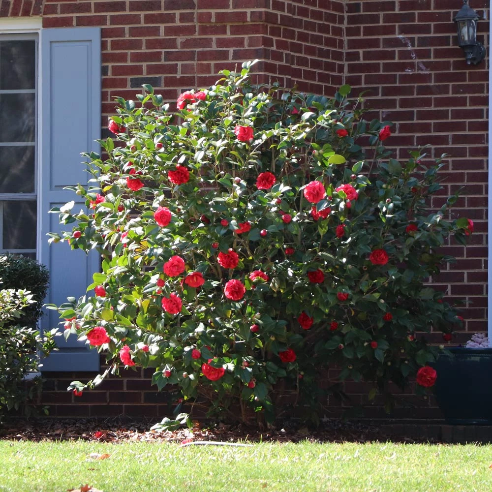 Kramers Supreme Camellia Shrub - Image 4