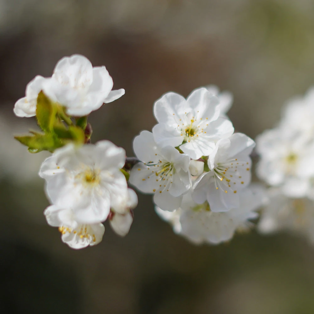 Lapins Cherry Tree - Image 4