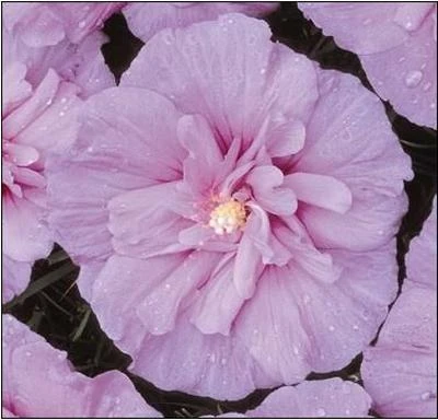 Lavender Rose Of Sharon Althea Shrub - Image 2